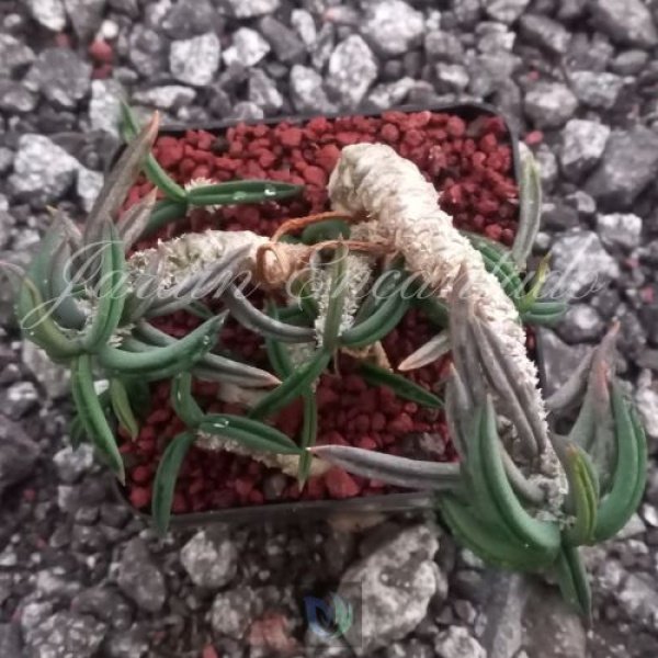 CYLINDRIFOLIA - Image 2