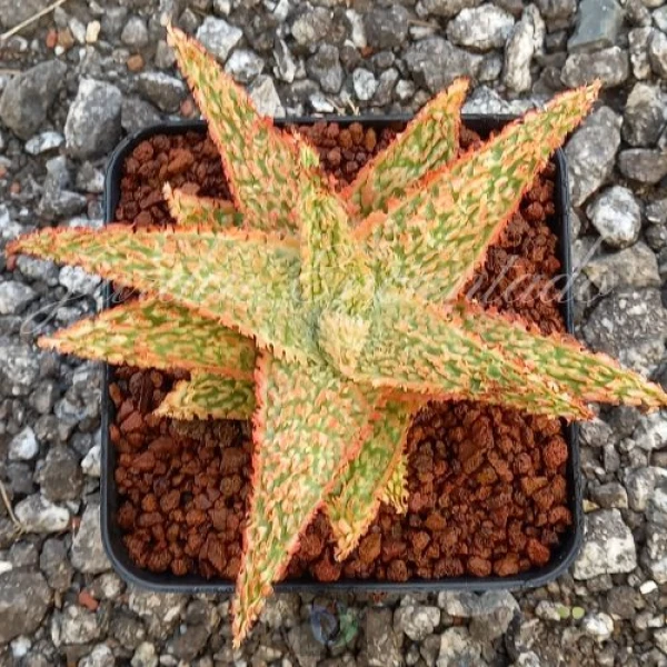 ALOE HYBRID - 86 -