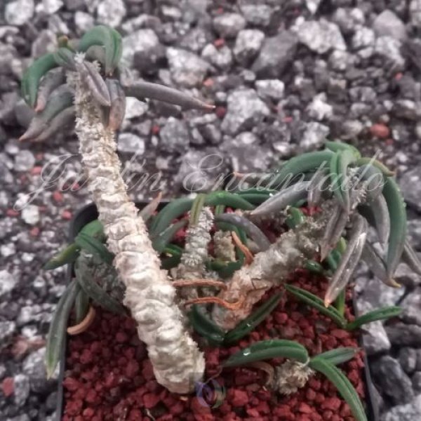 CYLINDRIFOLIA