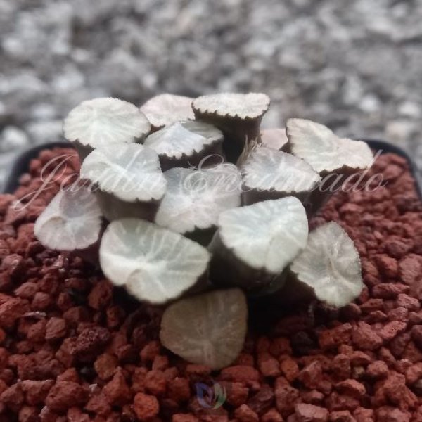 MIDORIGIKU - Image 2