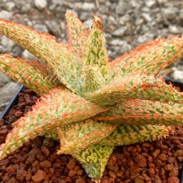 ALOE HYBRID - 86 - - Image 2