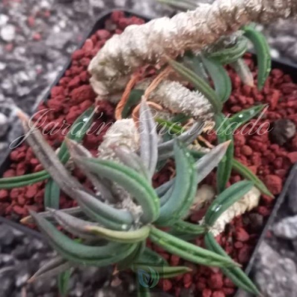 CYLINDRIFOLIA - Image 3
