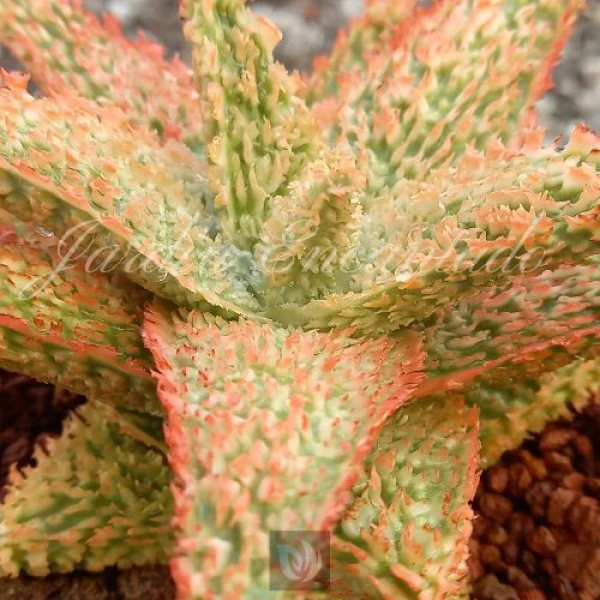 ALOE HYBRID - 86 - - Image 3