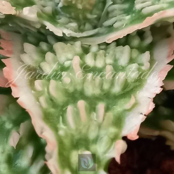 ALOE - 143 - - Image 4