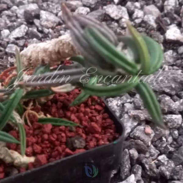 CYLINDRIFOLIA - Image 4