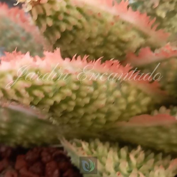ALOE - 172 - - Image 5