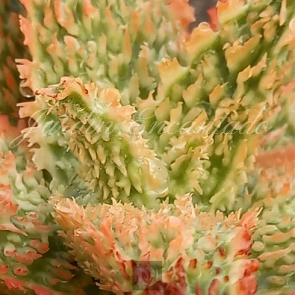 ALOE HYBRID - 86 - - Image 4