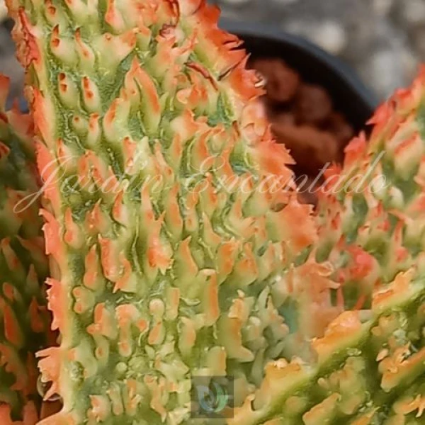 ALOE HYBRID - 86 - - Image 7