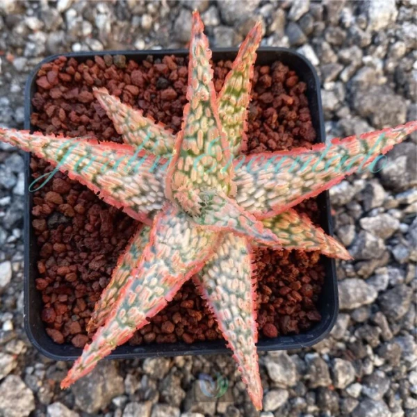ALOE - 47 -