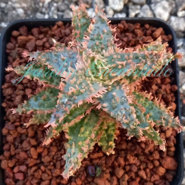 ALOE - 75 -