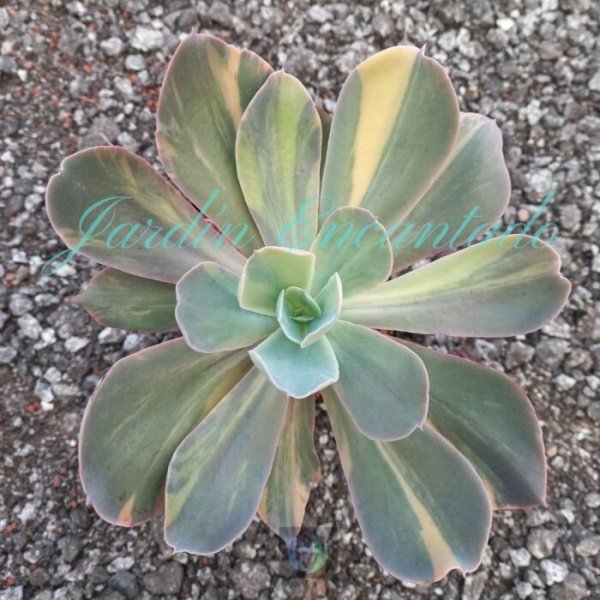 PAUL BUNYAN VARIEGADA