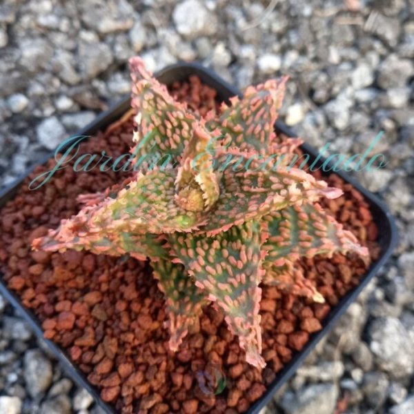 ALOE - 27 -