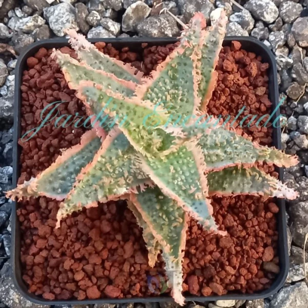ALOE - 41 -