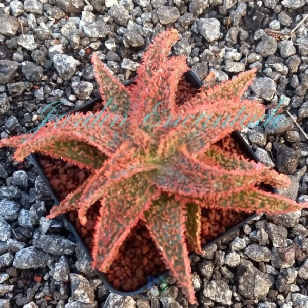 ALOE -44-