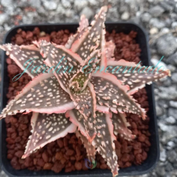ALOE - 119 -