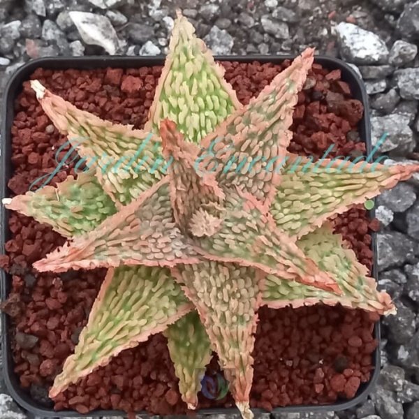 ALOE - 178 -