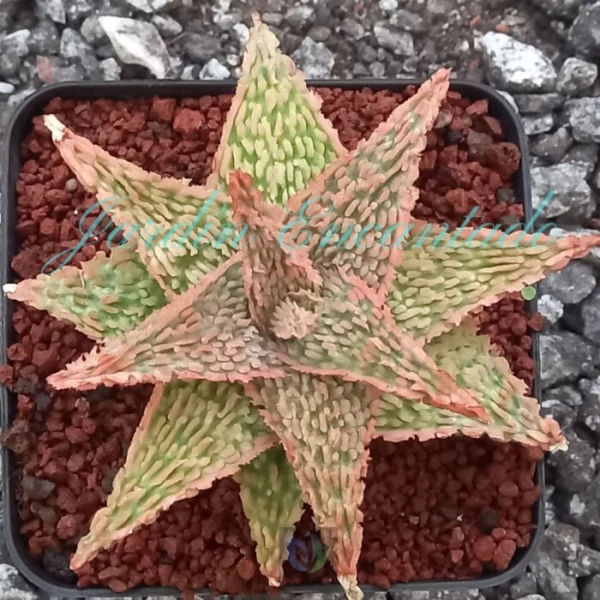 ALOE - 178 -
