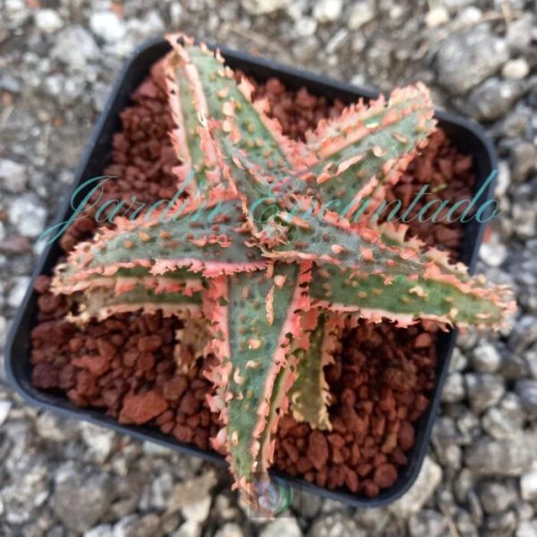 ALOE -134 -