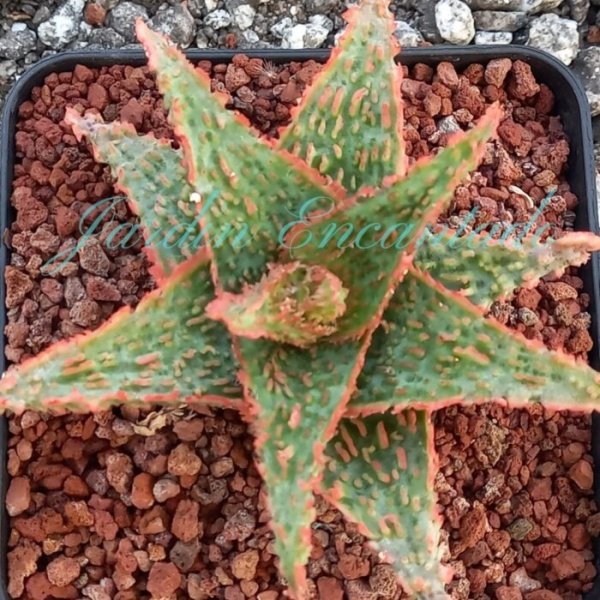 ALOE - 148 -