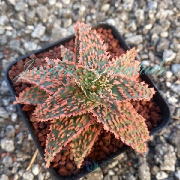 ALOE - 116 -