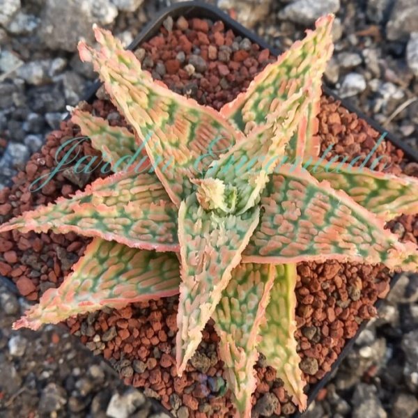 ALOE -190 -