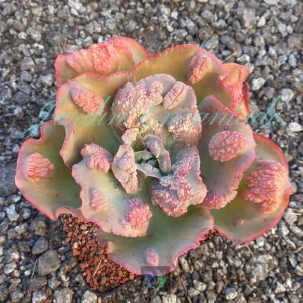 DEVIL ROSE