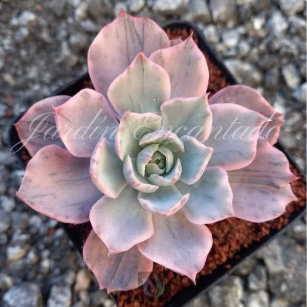 HERA VARIEGADA