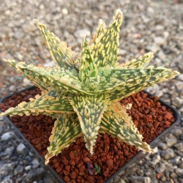 ALOE -185 - - Image 2