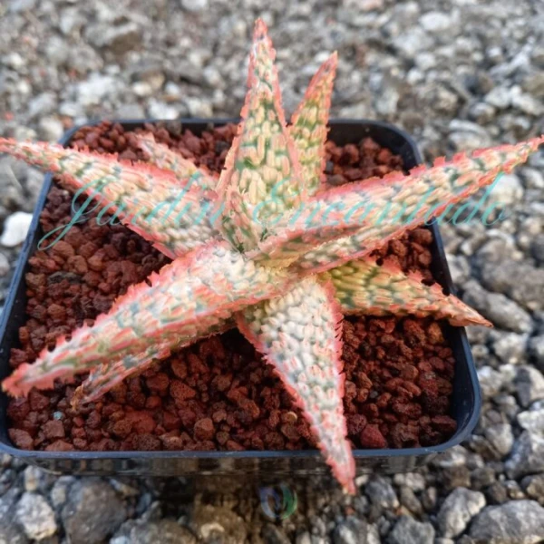 ALOE - 47 - - Image 2