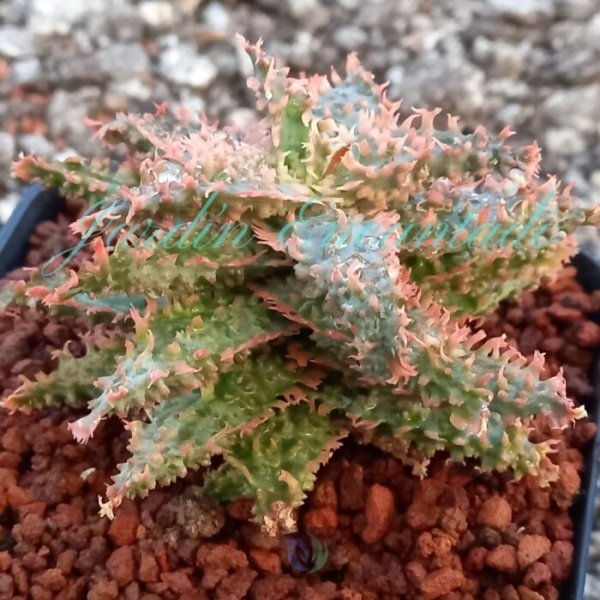 ALOE - 75 - - Image 2