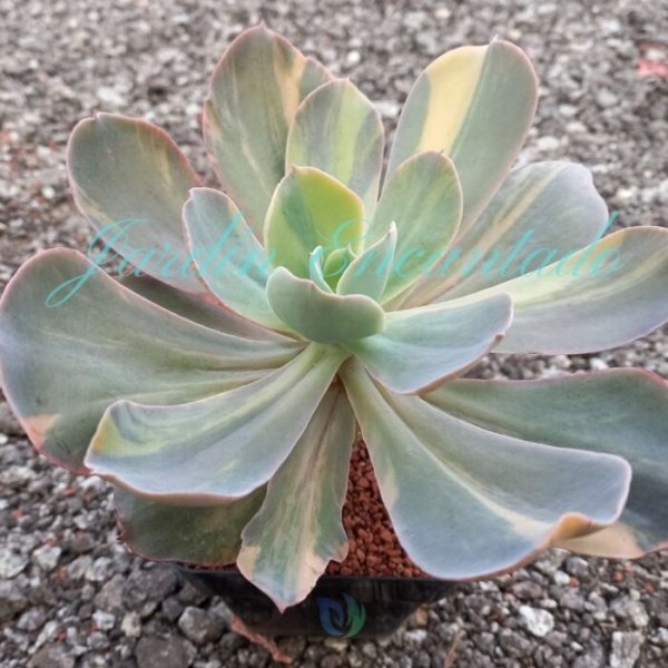 PAUL BUNYAN VARIEGADA - Image 2