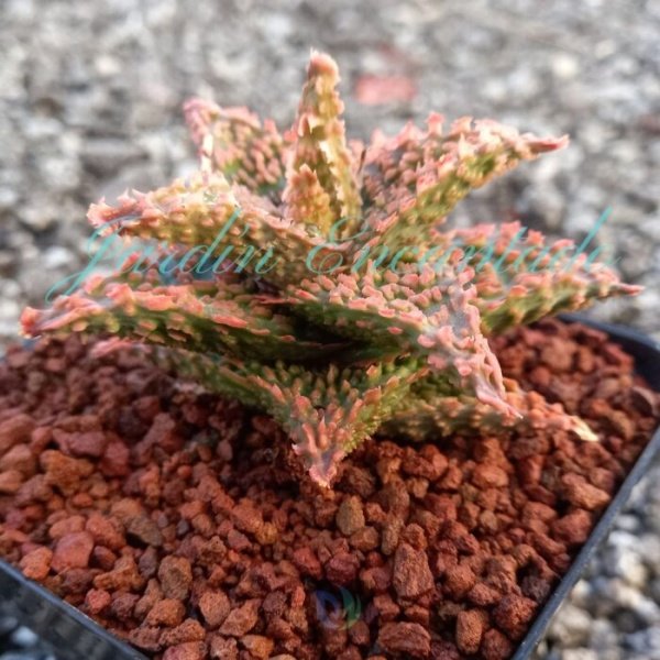 ALOE - 27 - - Image 2