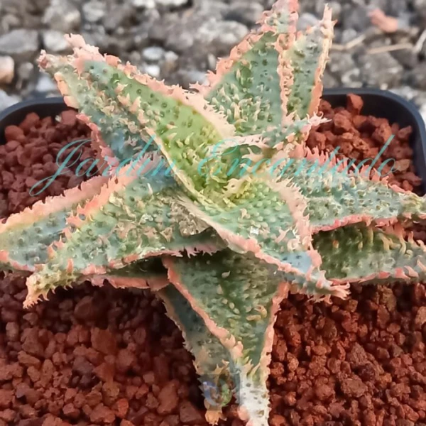 ALOE - 41 - - Image 2