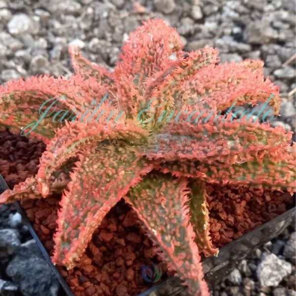 ALOE -44- - Image 2