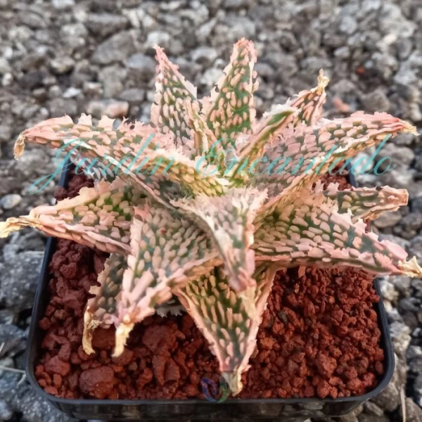 ALOE - 176 - - Image 2