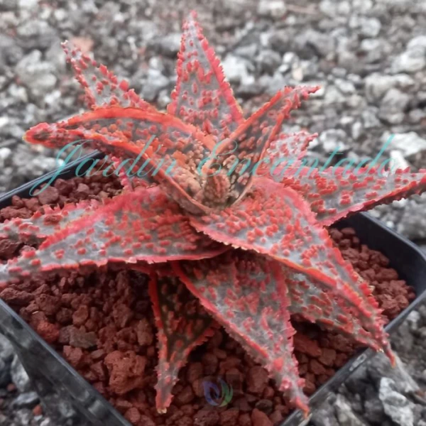 ALOE - 56 - - Image 2