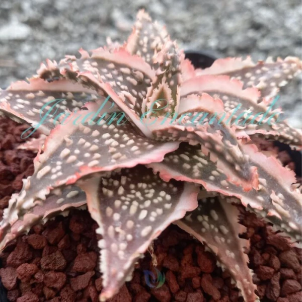ALOE - 119 - - Image 2