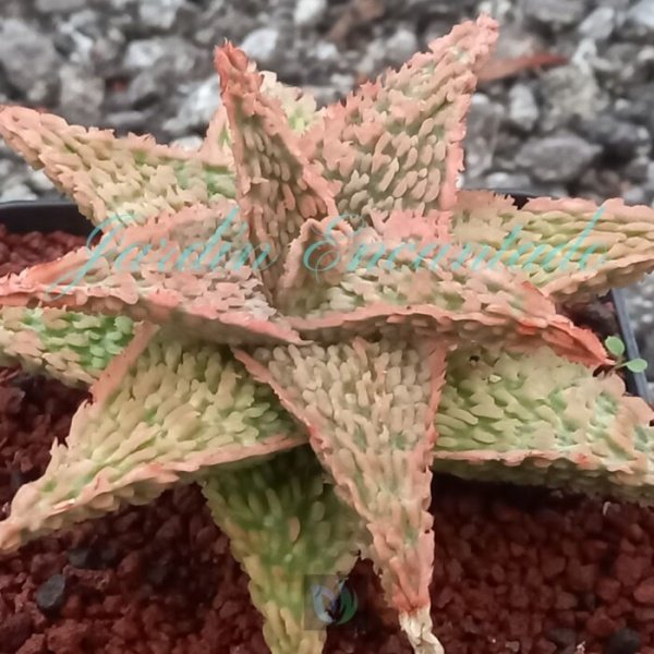 ALOE - 178 - - Image 2