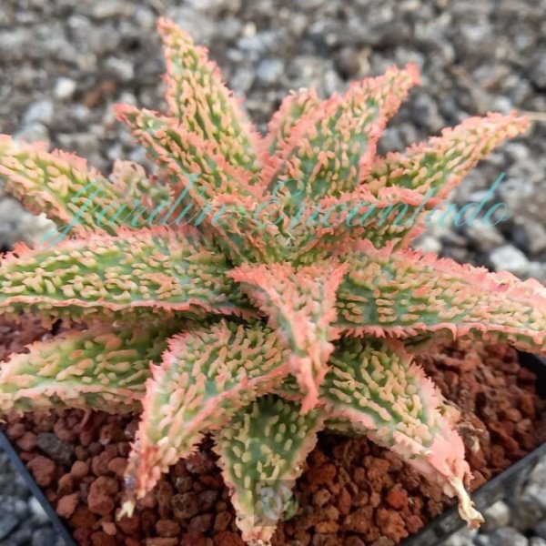 ALOE - 76 - - Image 2