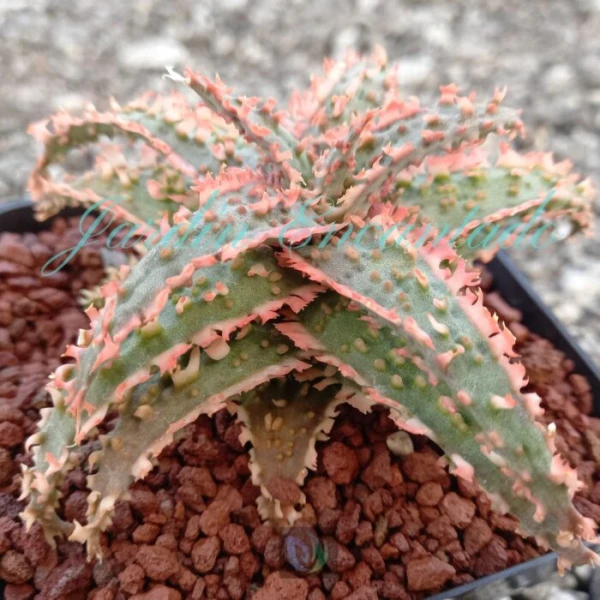 ALOE -134 - - Image 2