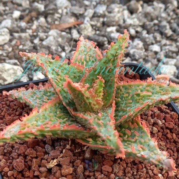 ALOE - 148 - - Image 2