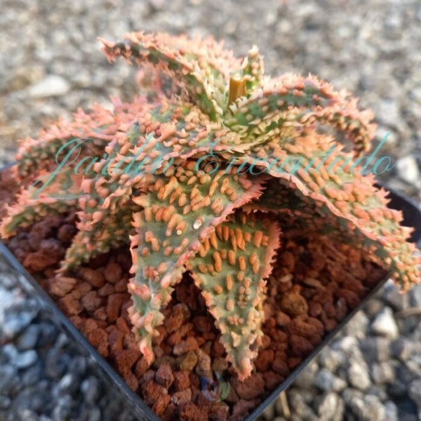 ALOE - 116 - - Image 2