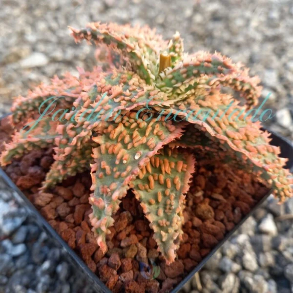 ALOE - 116 - - Image 2