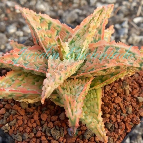 ALOE -190 - - Image 2