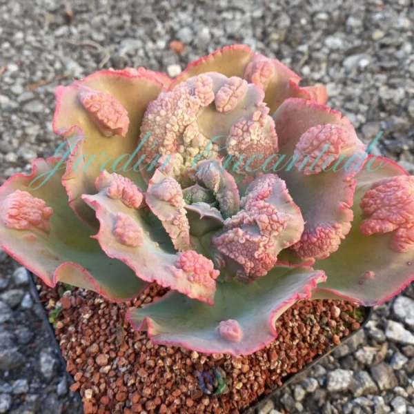 DEVIL ROSE - Image 2