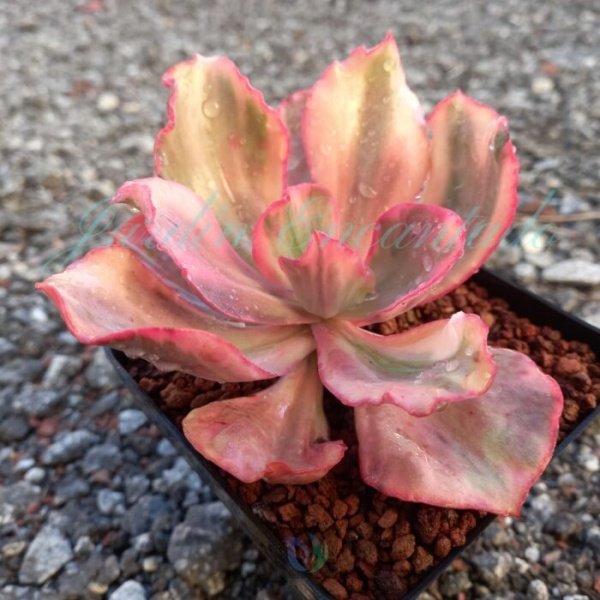 FLAMINGO VARIEGADA - Image 2
