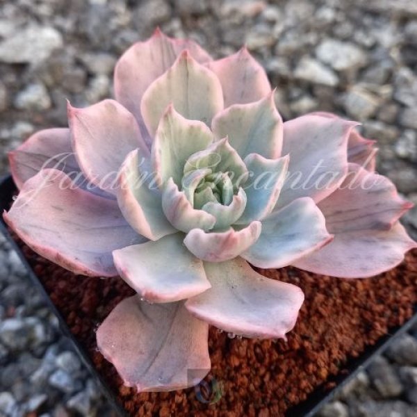 HERA VARIEGADA - Image 2