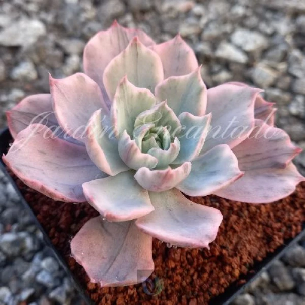 HERA VARIEGADA - Image 2