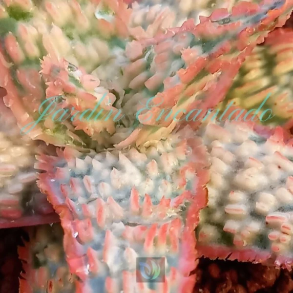 ALOE - 47 - - Image 3