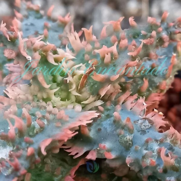 ALOE - 75 - - Image 3